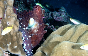 Maldives 2021 - Poulpe de recif commun - Day octopus - Octopus cyanea - DSC00752_rc